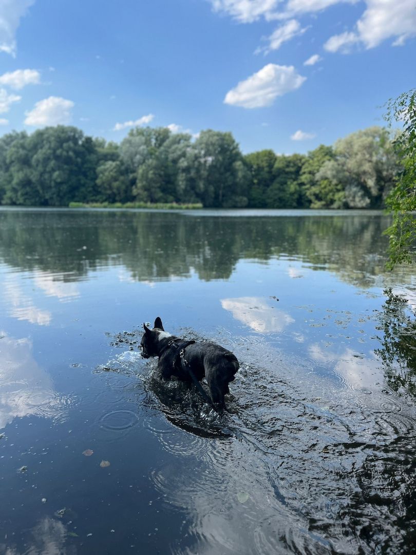 Langschnauziger französischer Bulldoggen Rüde für Erfahrene Langschnauziger französischer Bulldoggen Rüde für Erfahrene