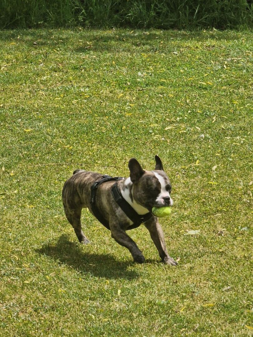 Langschnauziger französischer Bulldoggen Rüde für Erfahrene Langschnauziger französischer Bulldoggen Rüde für Erfahrene