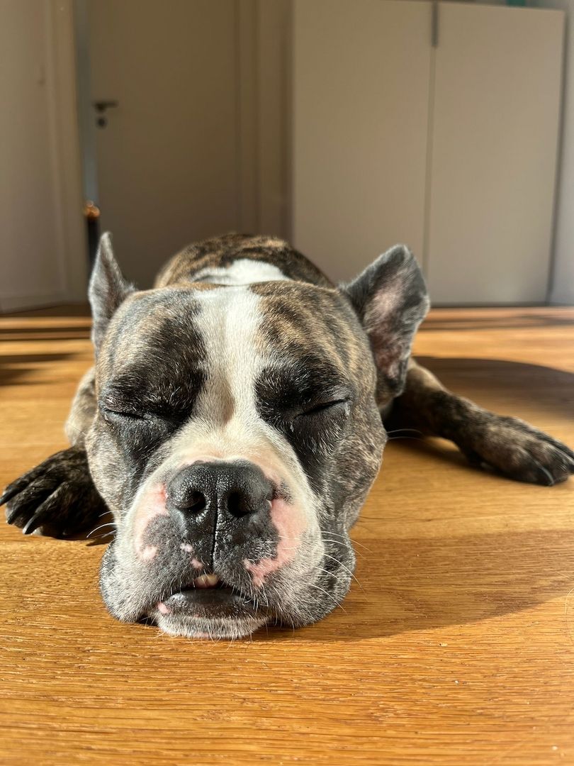 Langschnauziger französischer Bulldoggen Rüde für Erfahrene Langschnauziger französischer Bulldoggen Rüde für Erfahrene