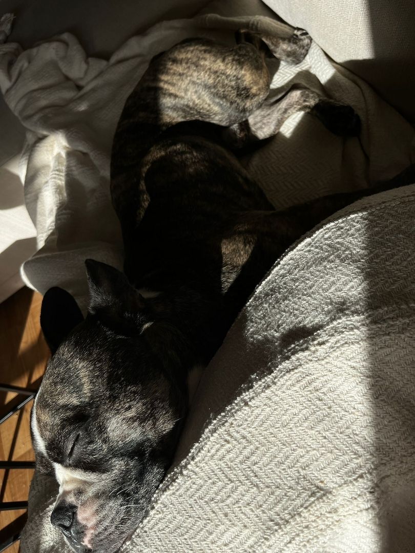 Langschnauziger französischer Bulldoggen Rüde für Erfahrene Langschnauziger französischer Bulldoggen Rüde für Erfahrene