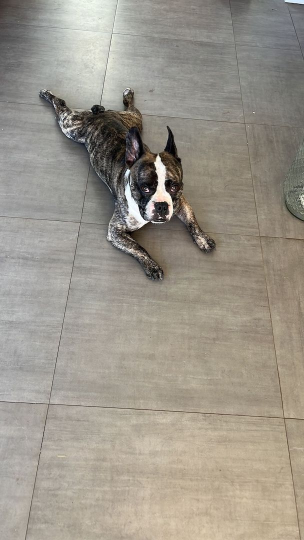 Langschnauziger französischer Bulldoggen Rüde für Erfahrene Langschnauziger französischer Bulldoggen Rüde für Erfahrene