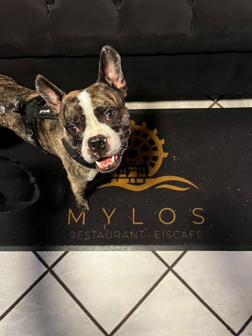 Langschnauziger französischer Bulldoggen Rüde für Erfahrene Langschnauziger französischer Bulldoggen Rüde für Erfahrene