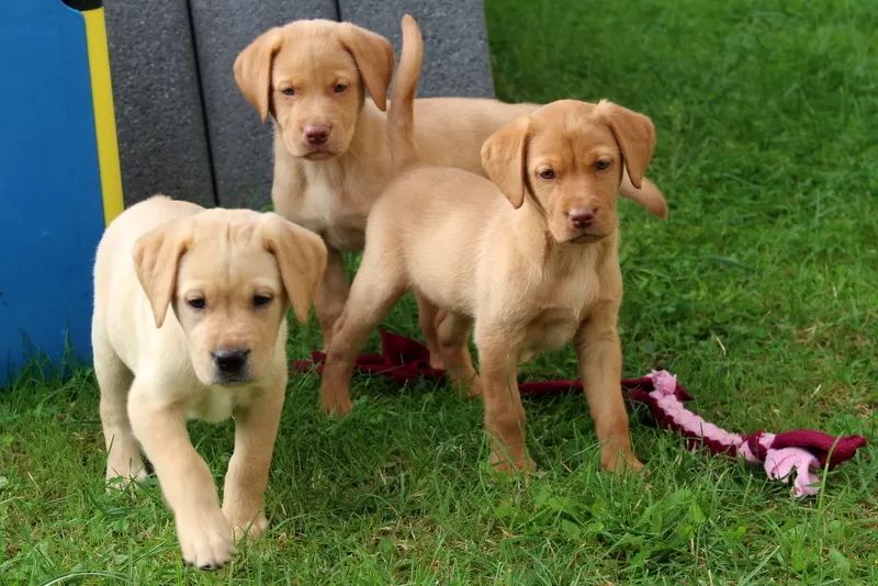 Reinrassige Labrador Welpen können ins neue Heim ziehen mit Ahnentafel