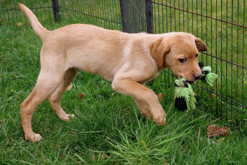 Reinrassige Labrador Welpen können ins neue Heim ziehen mit Ahnentafel