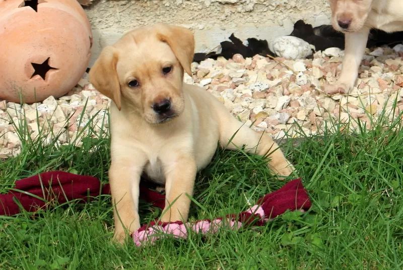 Reinrassige Labrador Welpen können ins neue Heim ziehen mit Ahnentafel