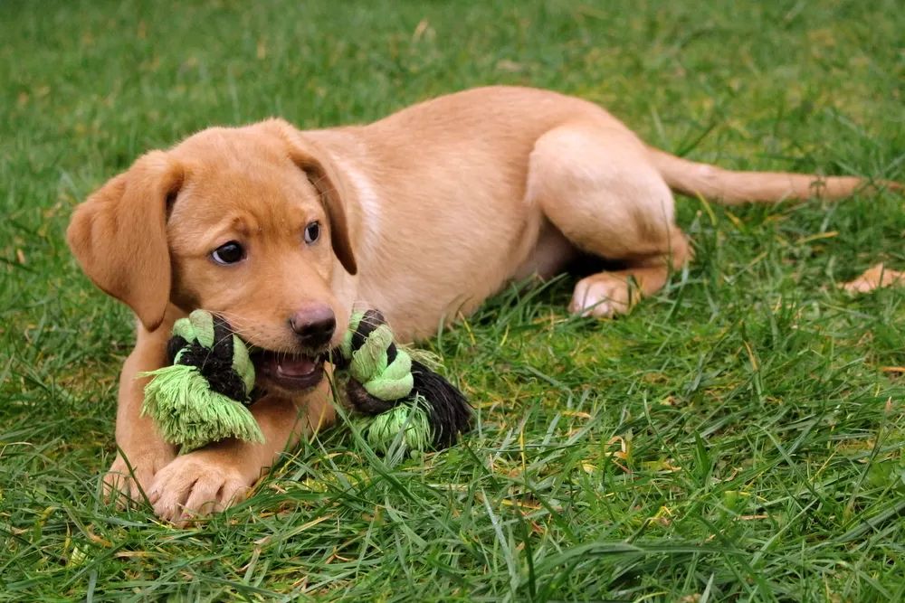 Reinrassige Labrador Welpen können ins neue Heim ziehen mit Ahnentafel