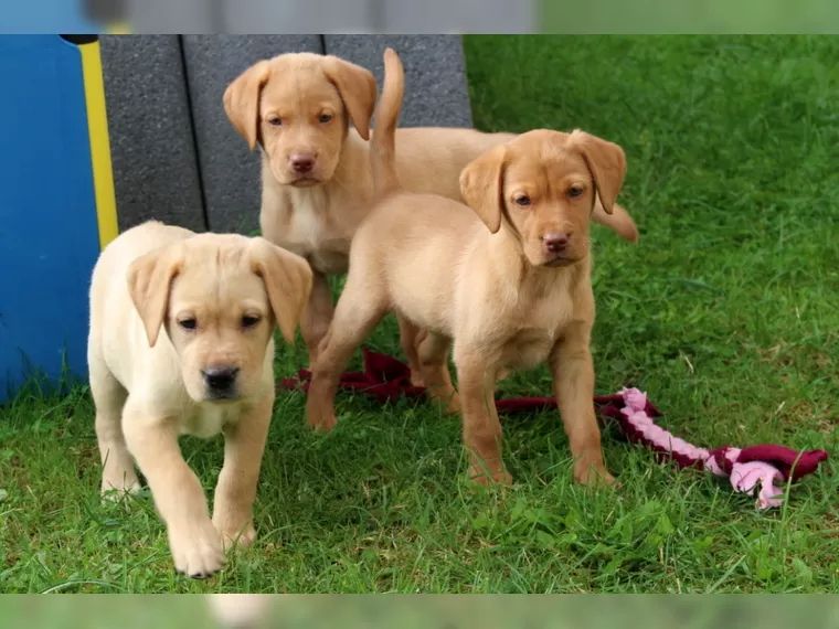 Reinrassige Labrador Welpen können ins neue Heim ziehen mit Ahnentafel