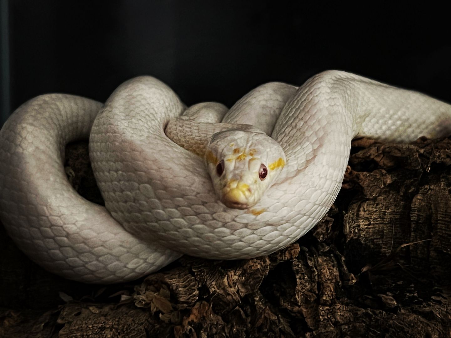 4 Kornnattern, Albino, inklusive Terrarien