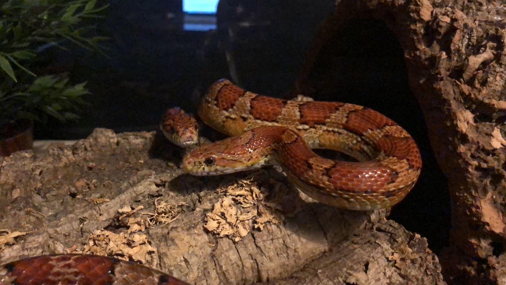 4 Kornnattern, Albino, inklusive Terrarien