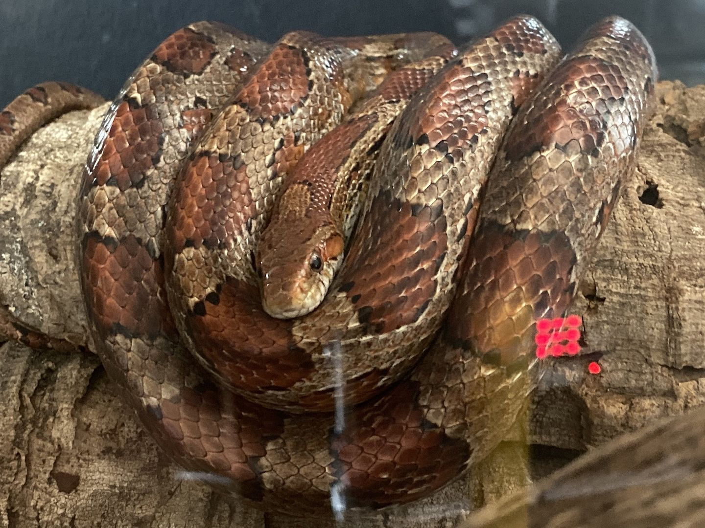 4 Kornnattern, Albino, inklusive Terrarien