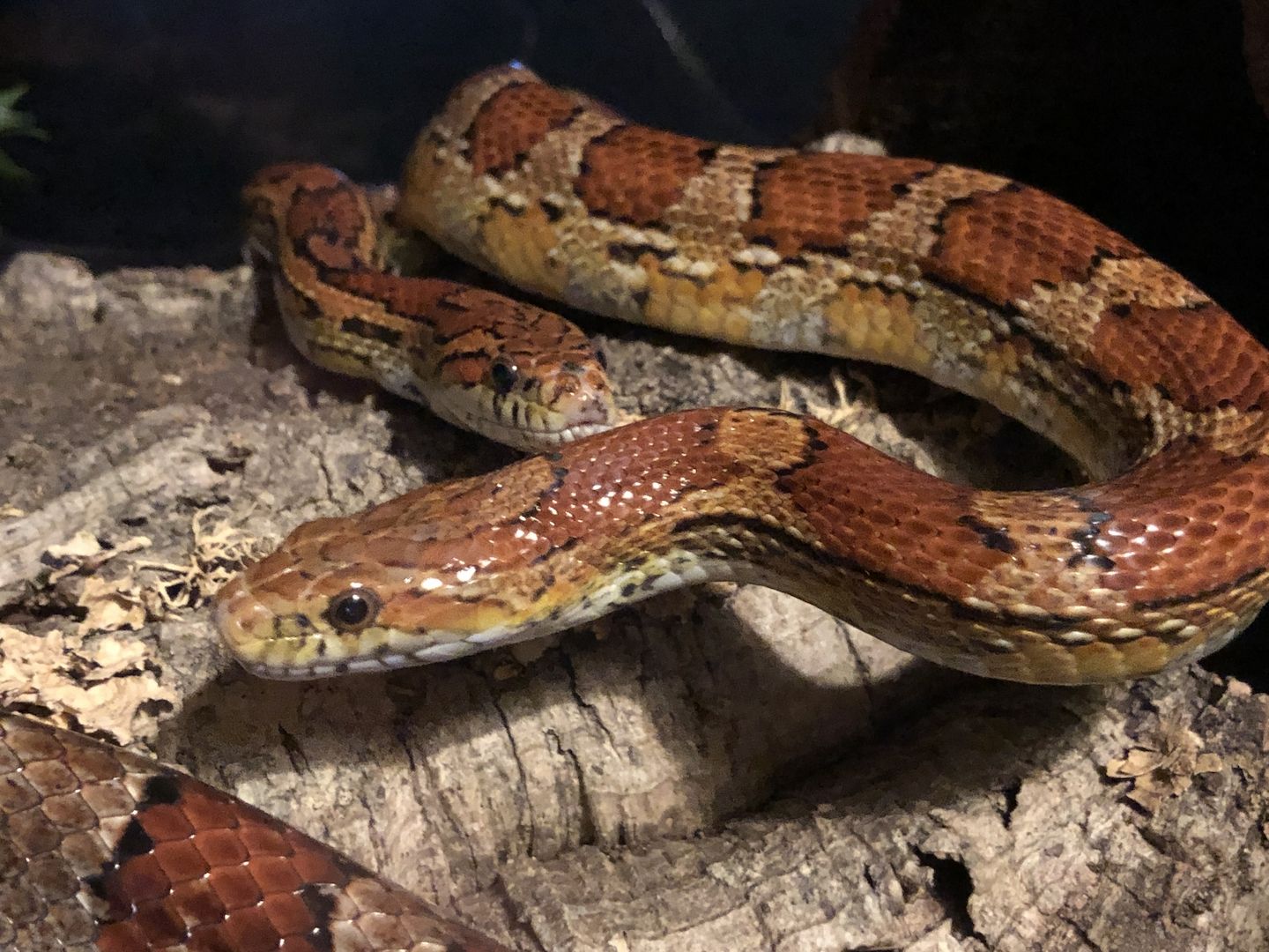 4 Kornnattern, Albino, inklusive Terrarien