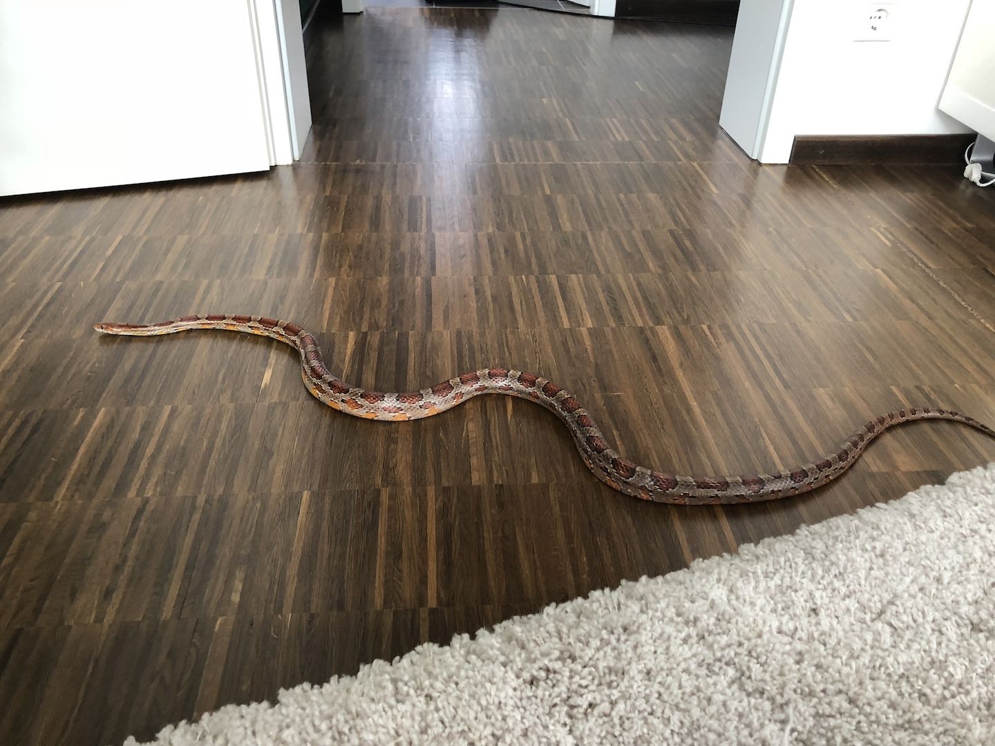 4 Kornnattern, Albino, inklusive Terrarien