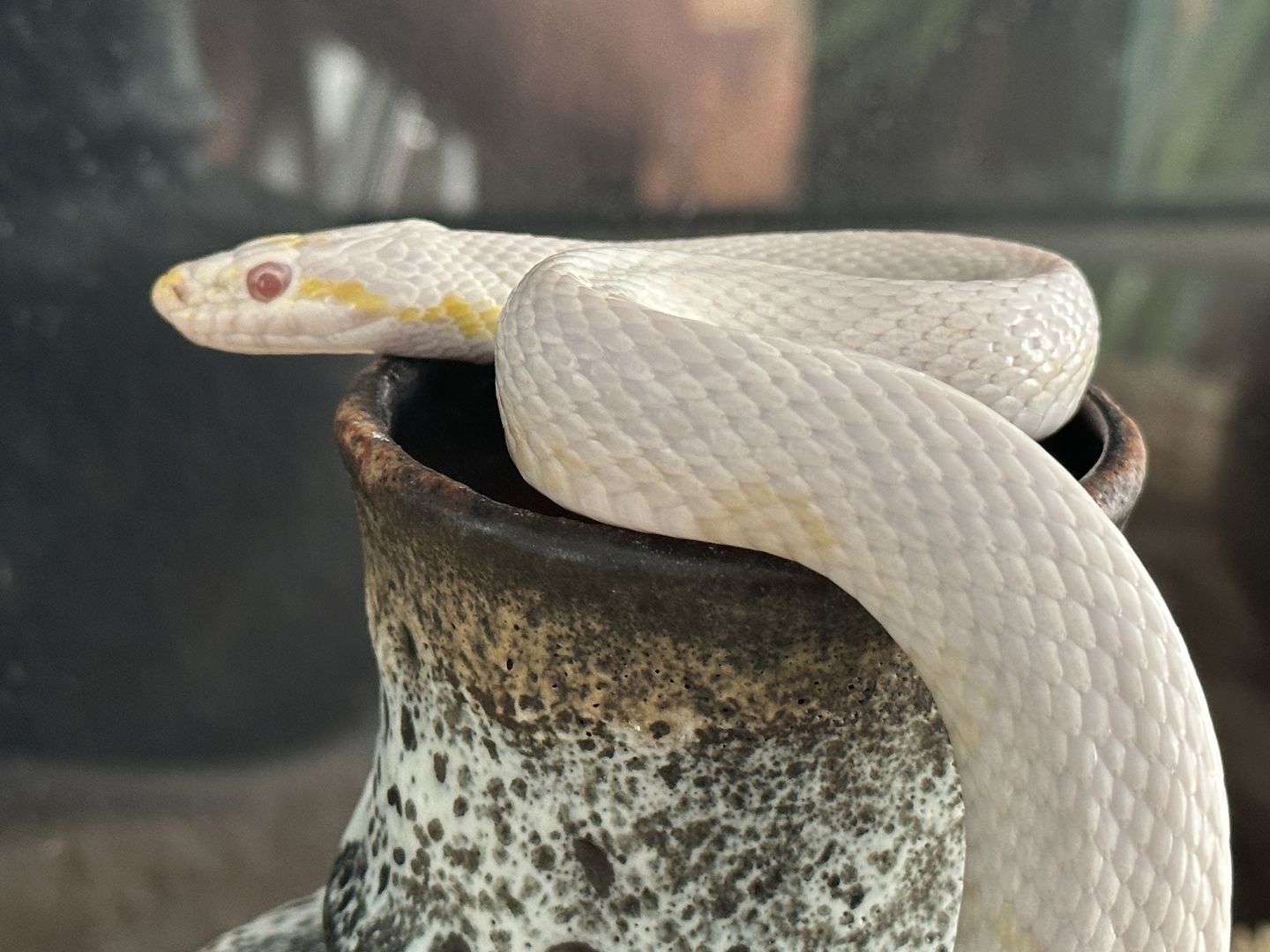 4 Kornnattern, Albino, inklusive Terrarien
