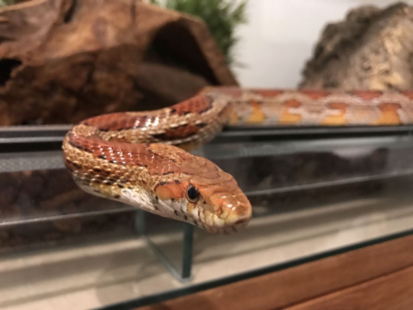 4 Kornnattern, Albino, inklusive Terrarien