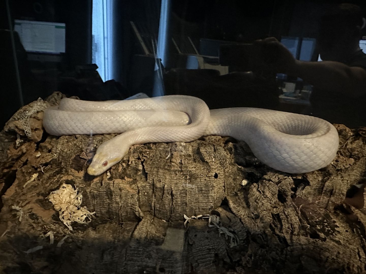 4 Kornnattern, Albino, inklusive Terrarien