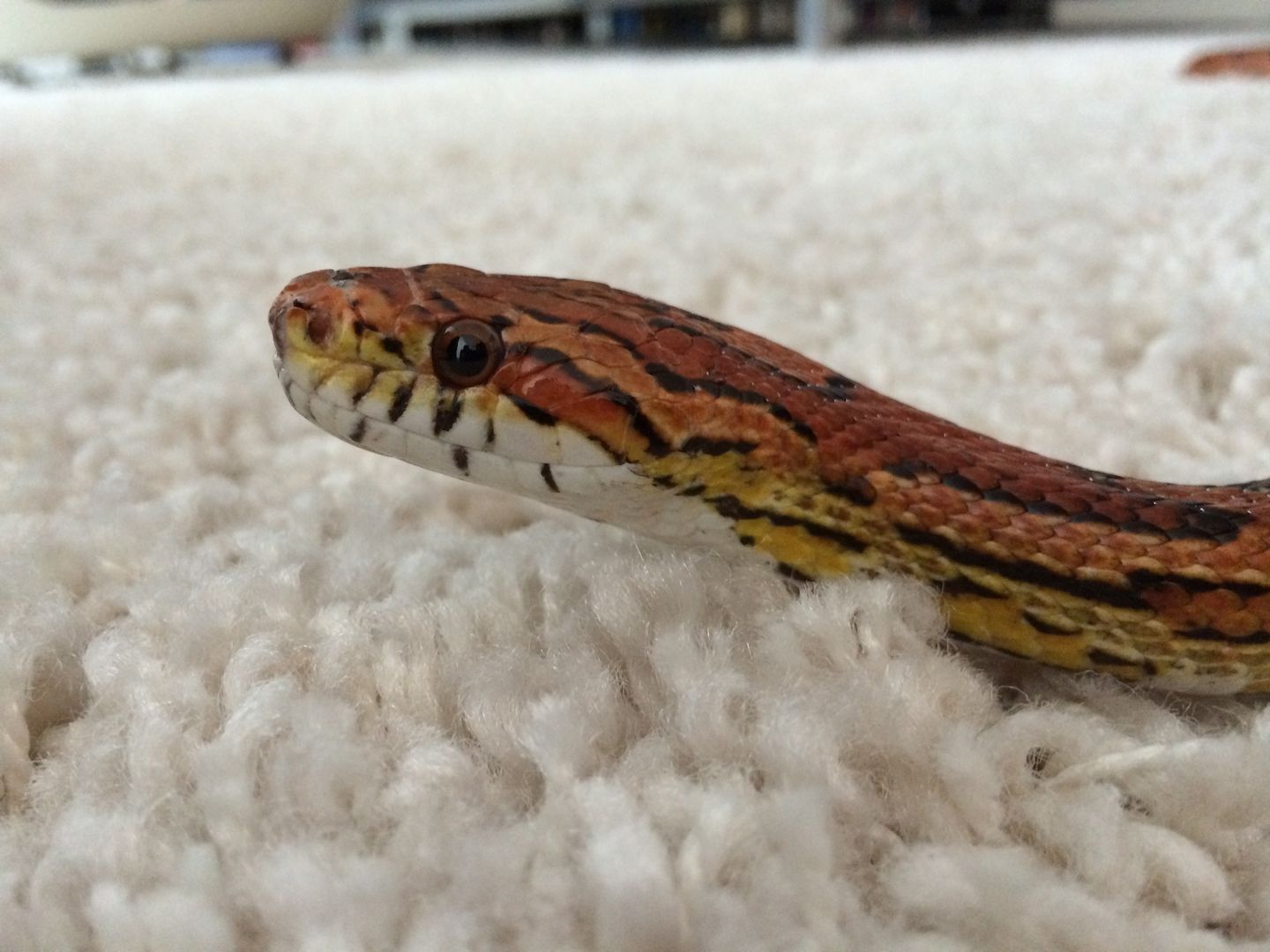 4 Kornnattern, Albino, inklusive Terrarien