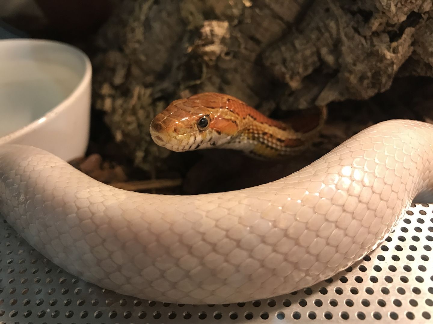 4 Kornnattern, Albino, inklusive Terrarien