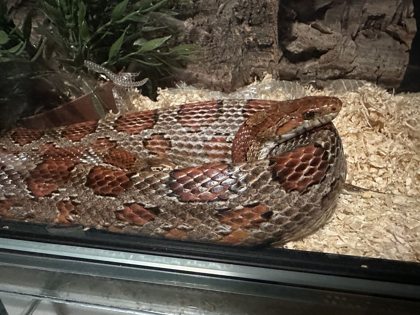 4 Kornnattern, Albino, inklusive Terrarien