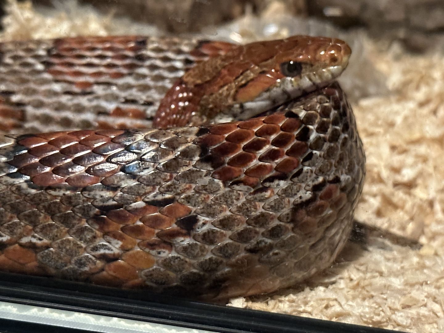 4 Kornnattern, Albino, inklusive Terrarien