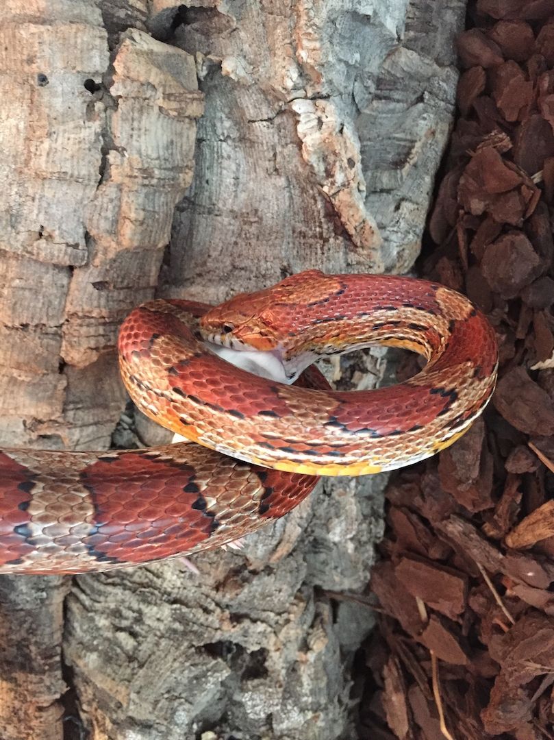 4 Kornnattern, Albino, inklusive Terrarien