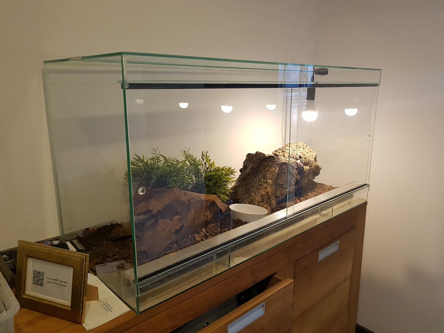 4 Kornnattern, Albino, inklusive Terrarien