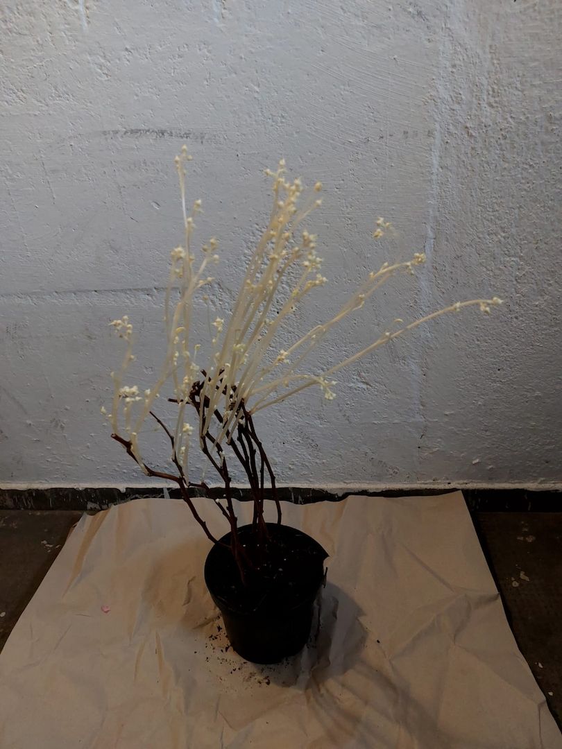 Zwergobst und Himbeerpflanzen