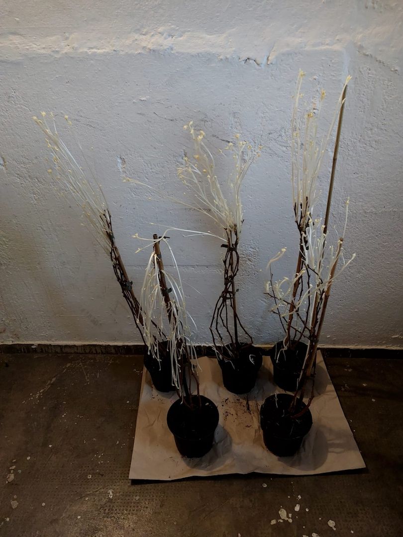 Zwergobst und Himbeerpflanzen