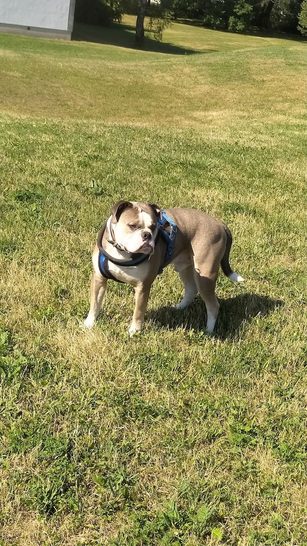 OEB Rüde sucht ein neues Zuhause