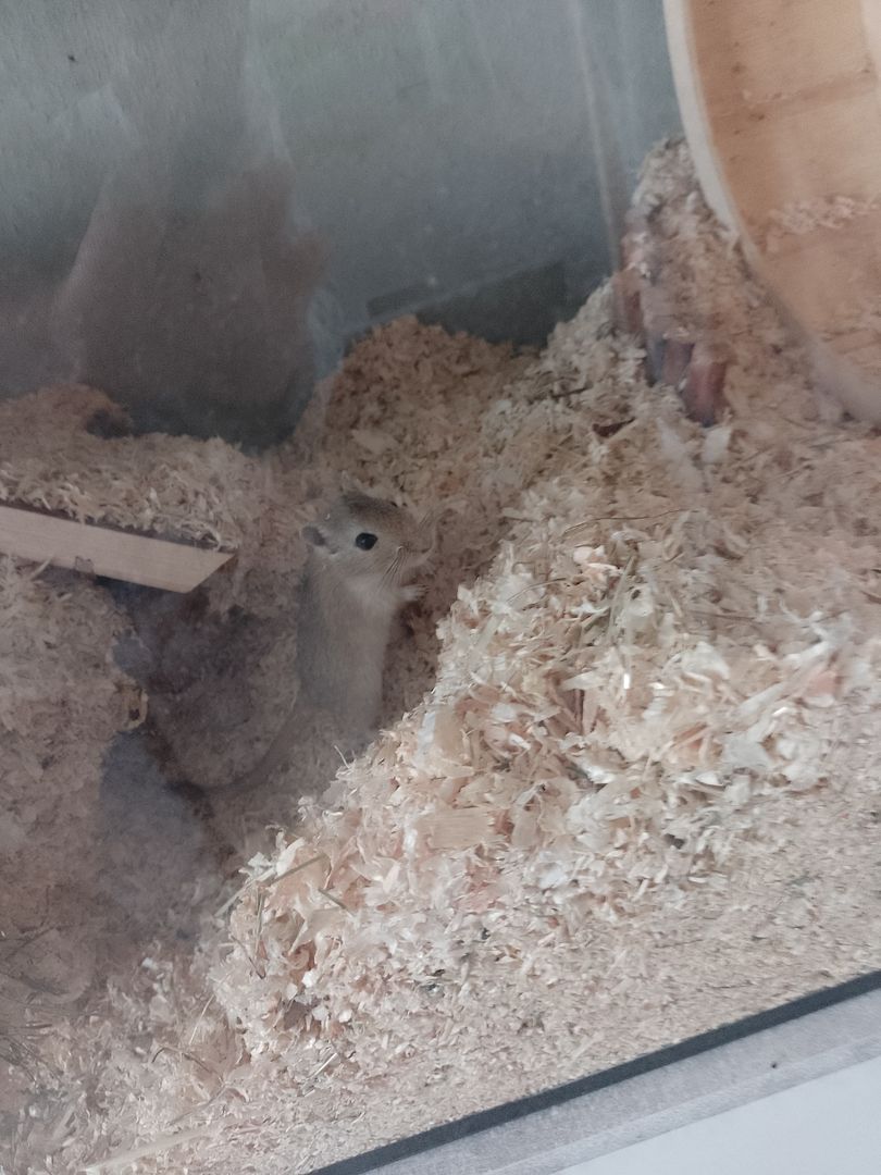 Biete 3 männliche Rennmäuse