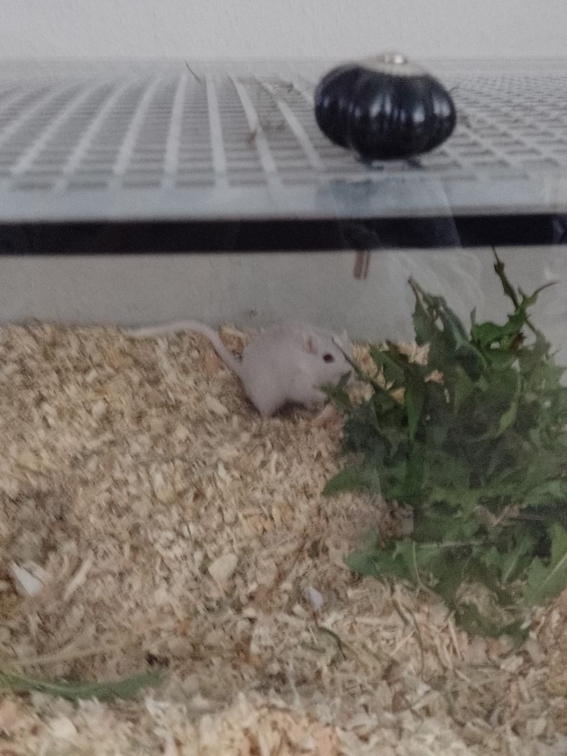 Biete 3 männliche Rennmäuse