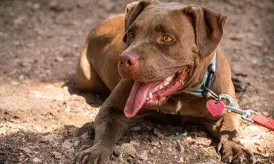 American Pitbull Terrier: Steckbrief, Charakter, Wesen, Haltung, Gesundheit & Besonderheiten