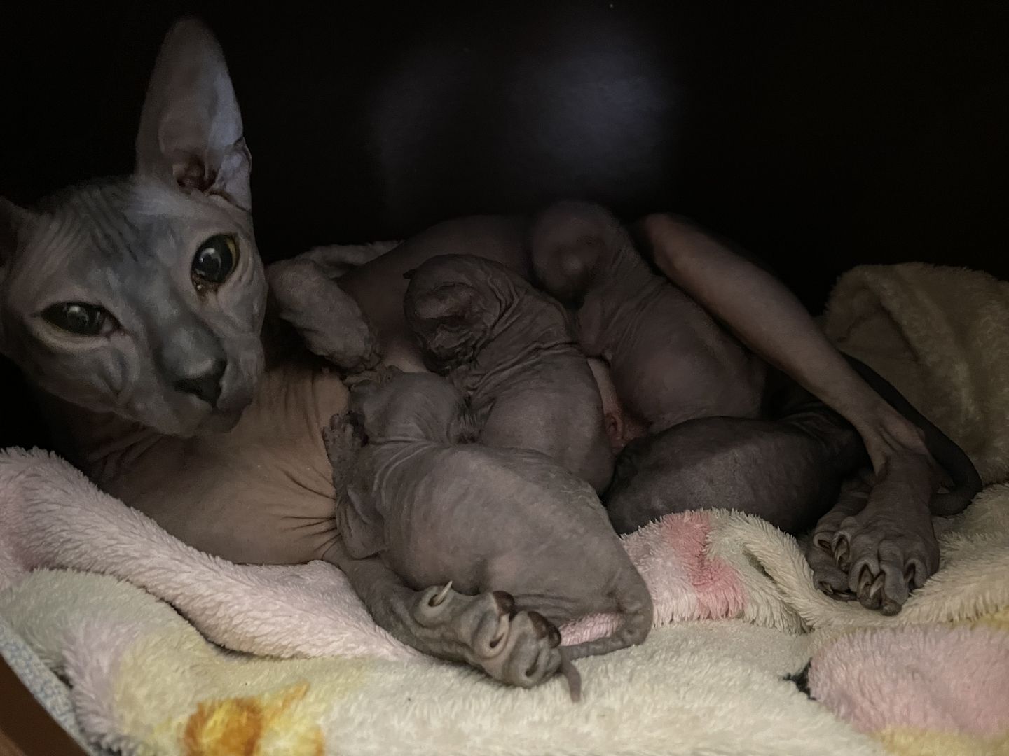 Sphynx Kitten Sphynx Kitten