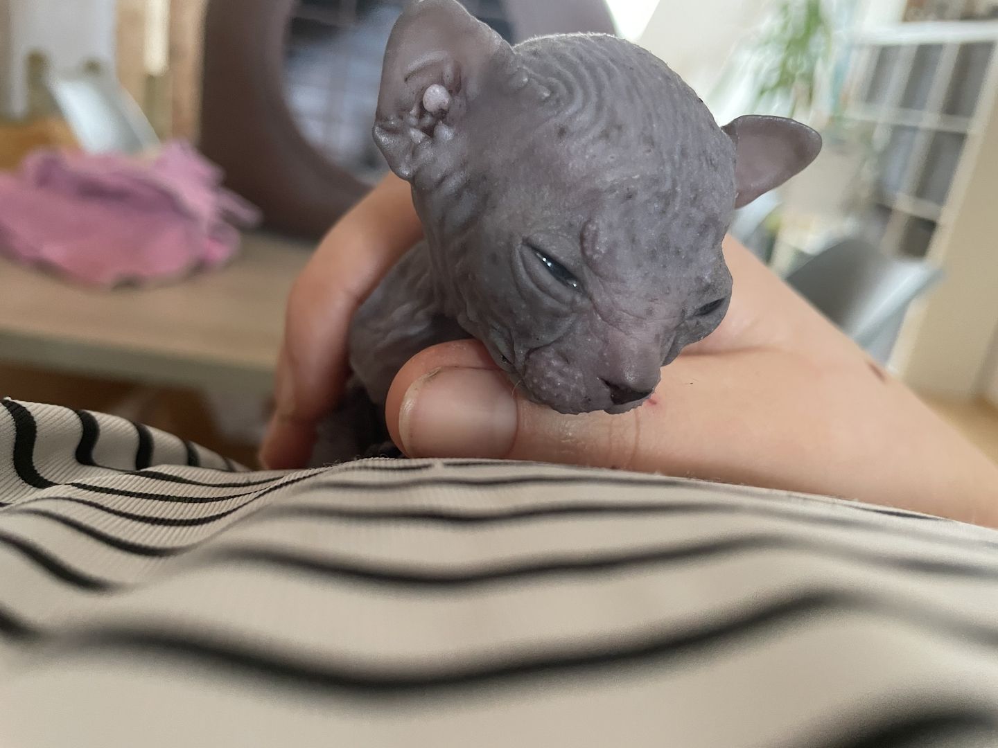 Sphynx Kitten Sphynx Kitten