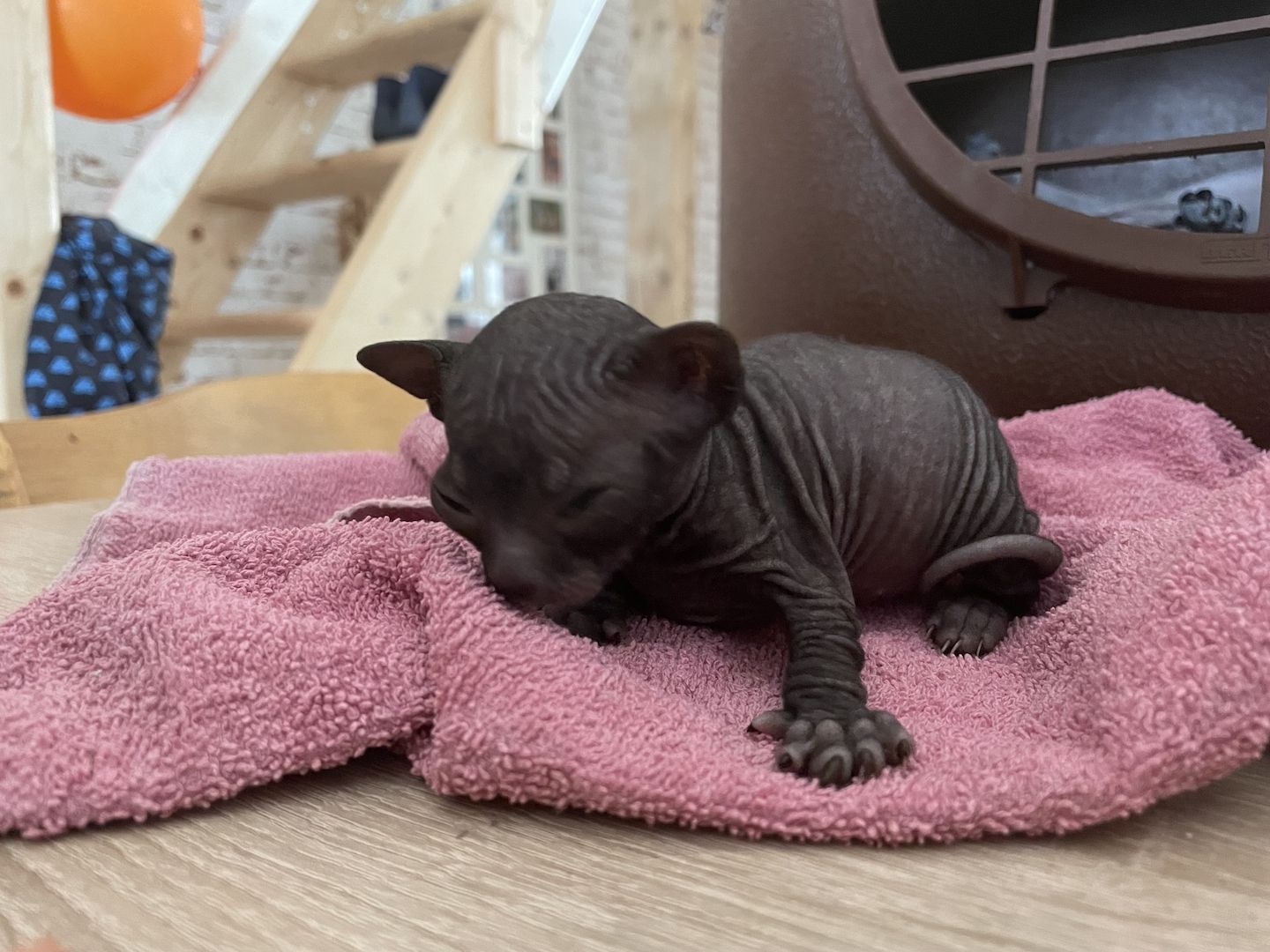 Sphynx Kitten Sphynx Kitten