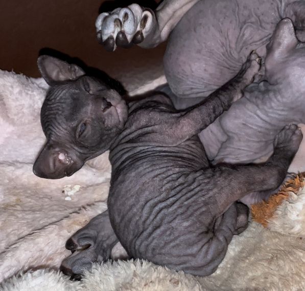 Sphynx Kitten Sphynx Kitten