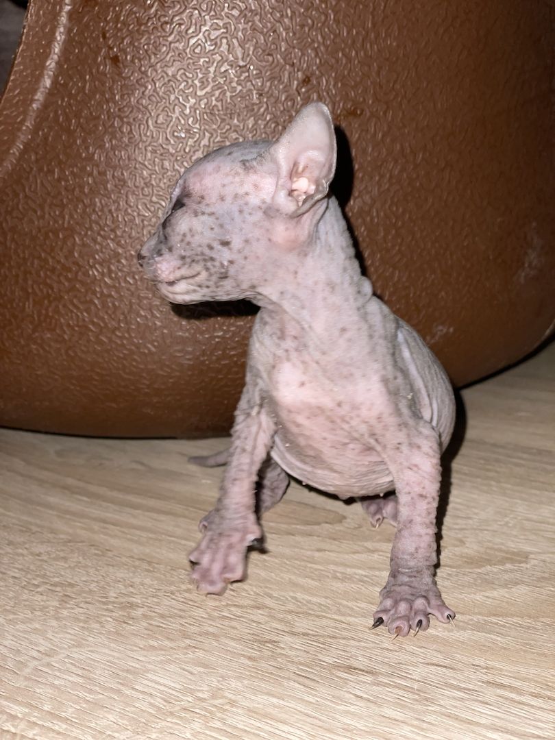 Sphynx Kitten Sphynx Kitten