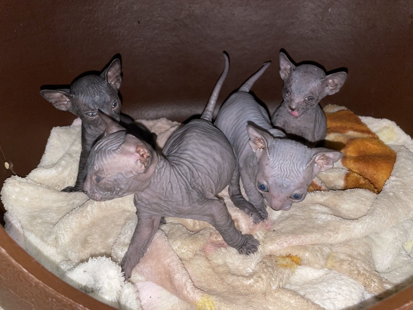 Sphynx Kitten Sphynx Kitten