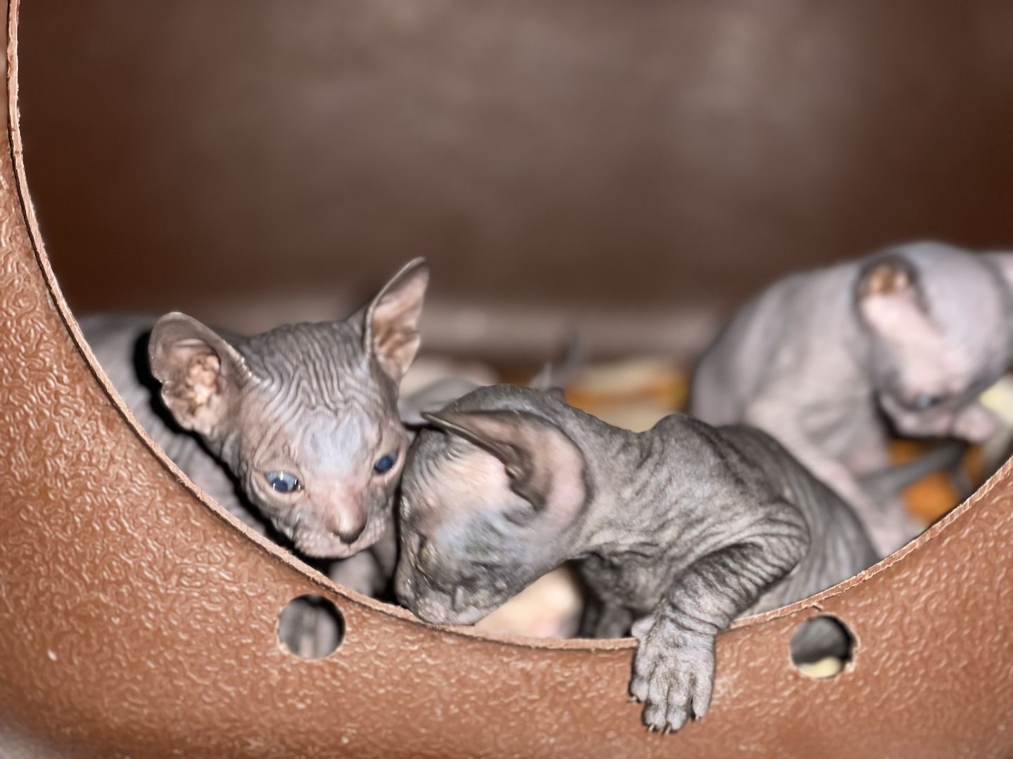 Sphynx Kitten Sphynx Kitten