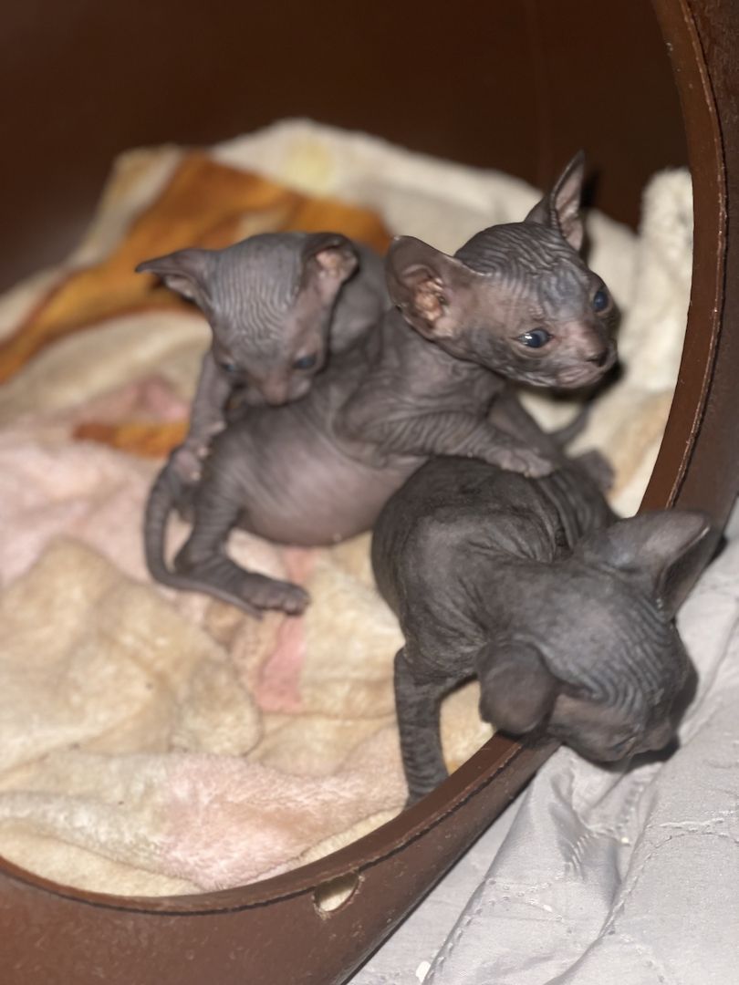Sphynx Kitten Sphynx Kitten