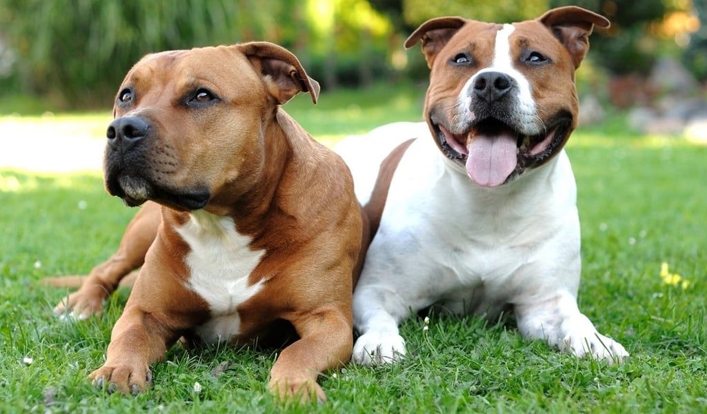 Staffordshire Bull Terrier Welpen