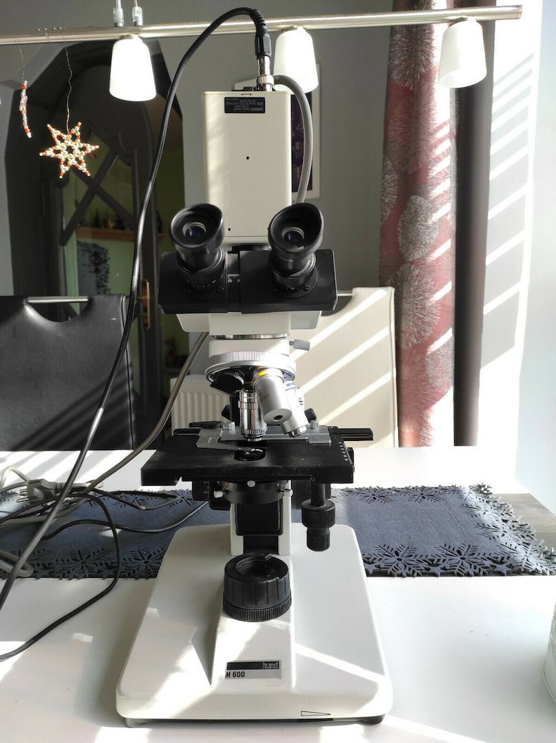 Dunkelfeldmikroskop Hund H600 LL HP 100