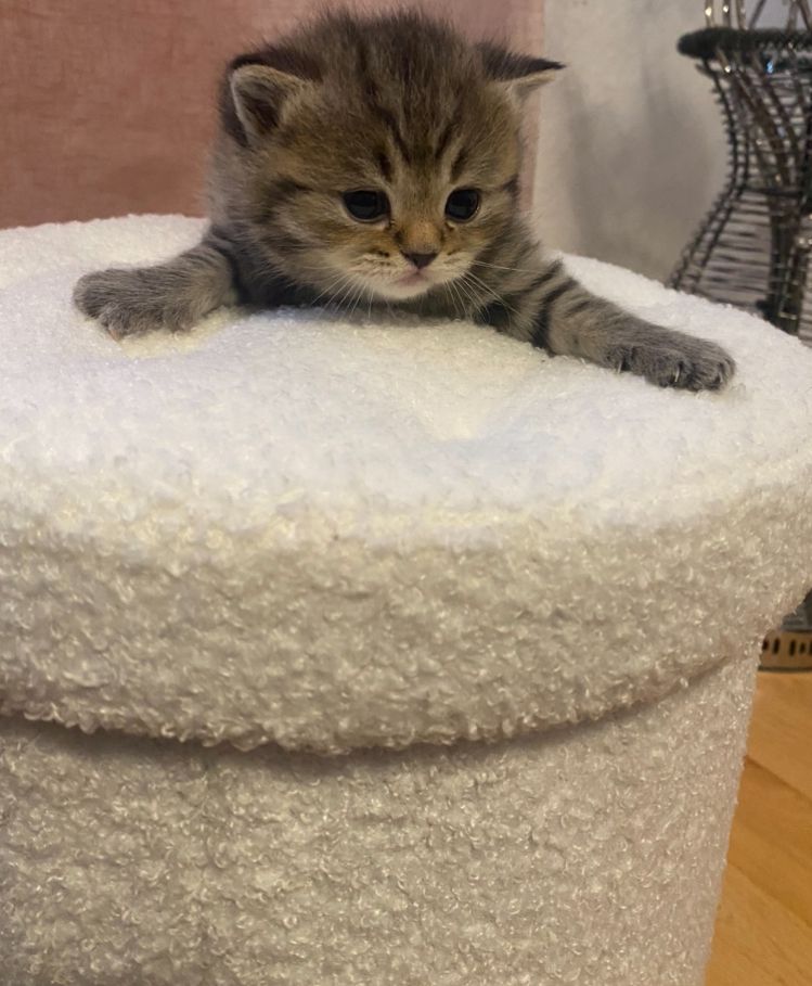 Britisch kurzhaar mit Stammbaum Britisch kurzhaar mit Stammbaum