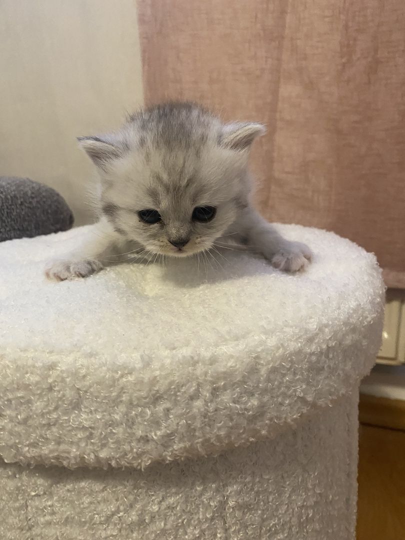 Britisch kurzhaar mit Stammbaum Britisch kurzhaar mit Stammbaum