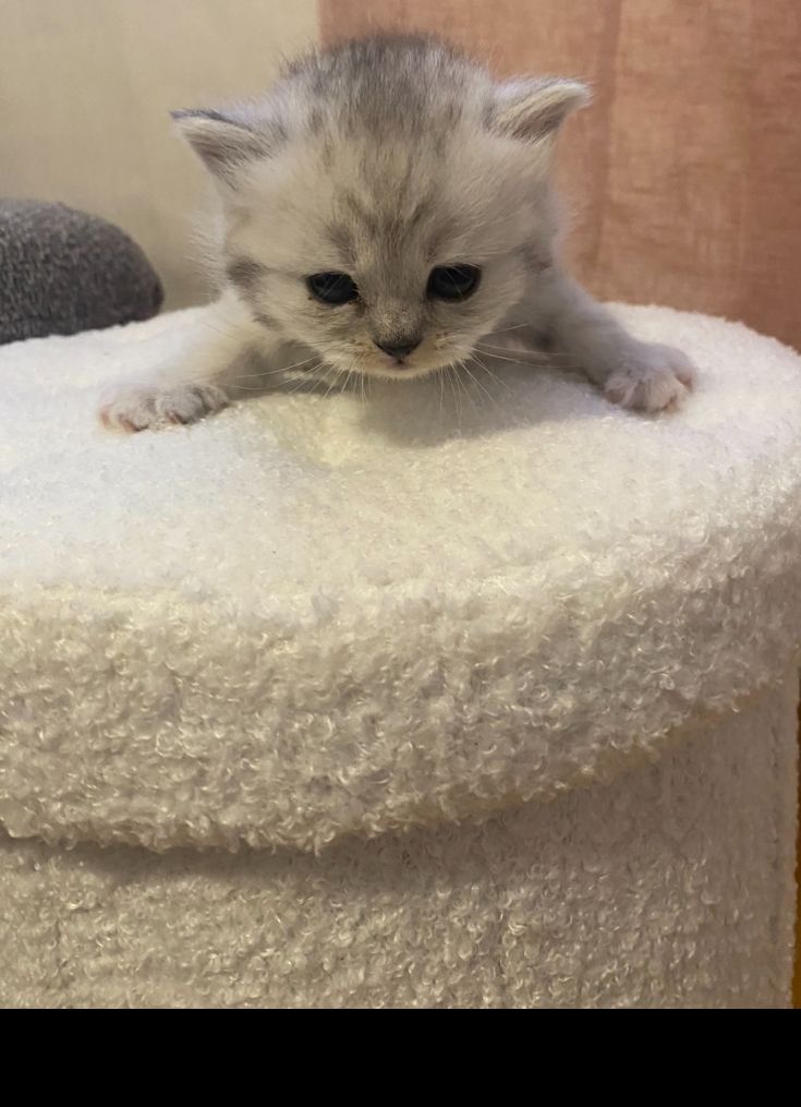 Britisch kurzhaar mit Stammbaum Britisch kurzhaar mit Stammbaum