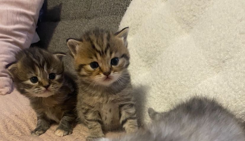 Britisch kurzhaar mit Stammbaum Britisch kurzhaar mit Stammbaum