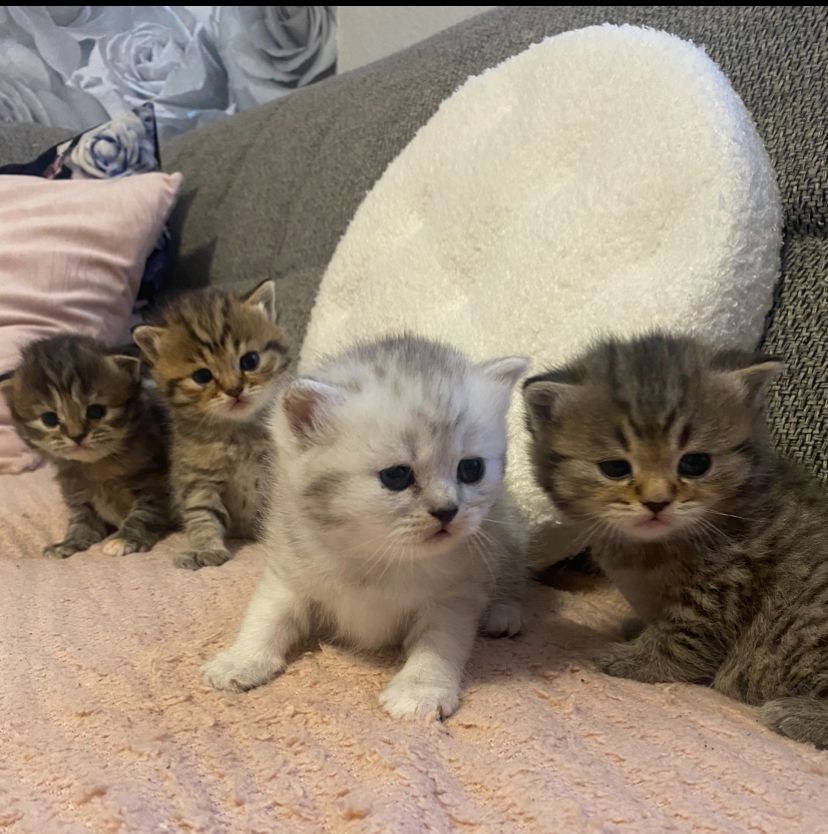 Britisch kurzhaar mit Stammbaum Britisch kurzhaar mit Stammbaum