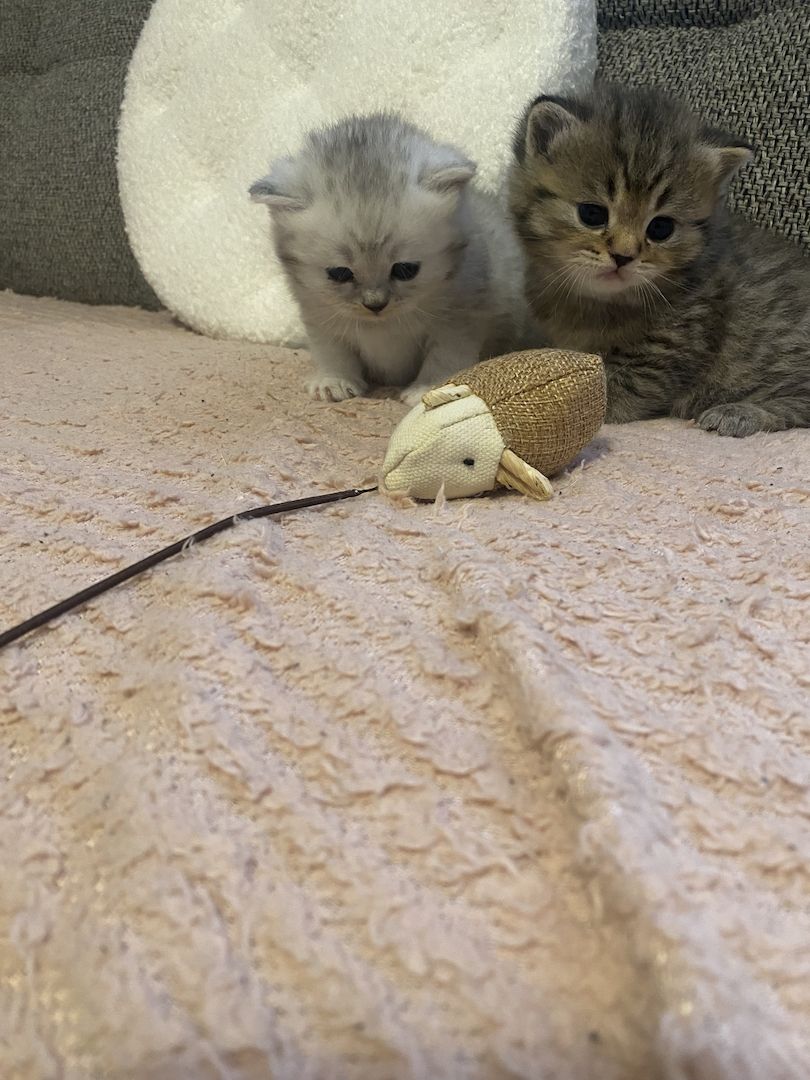 Britisch kurzhaar mit Stammbaum Britisch kurzhaar mit Stammbaum