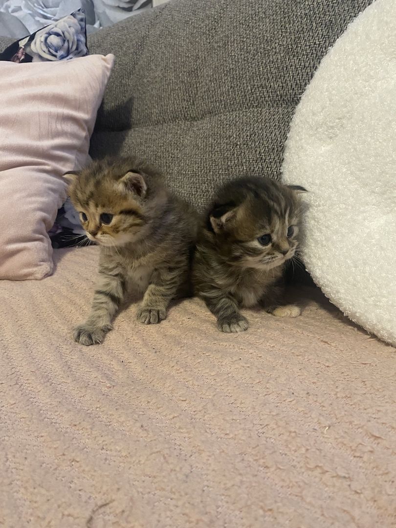 Britisch kurzhaar mit Stammbaum Britisch kurzhaar mit Stammbaum