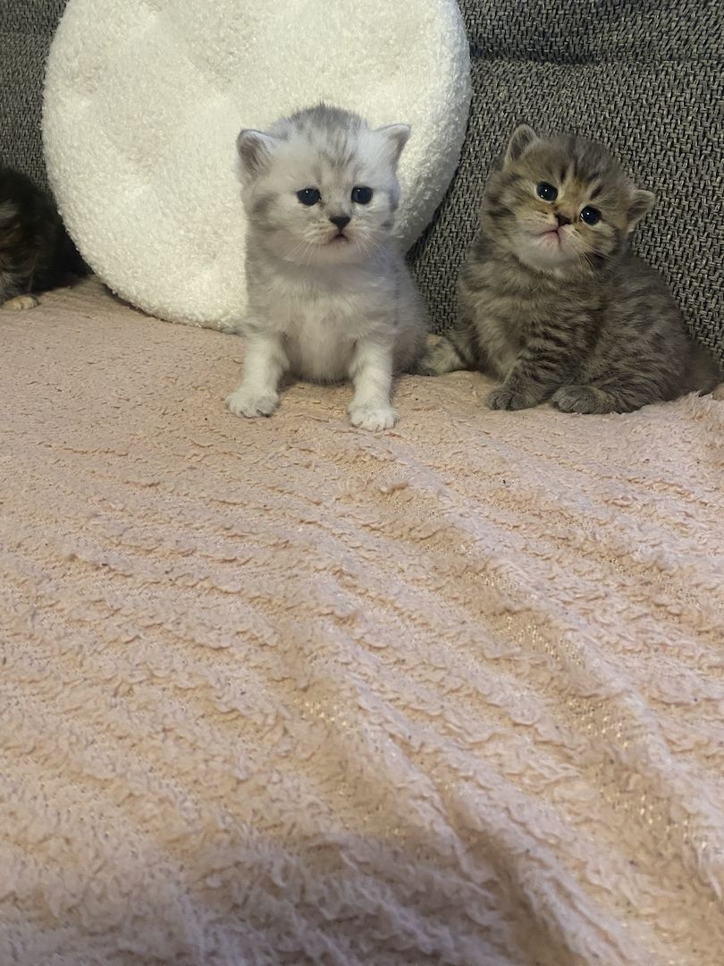 Britisch kurzhaar mit Stammbaum Britisch kurzhaar mit Stammbaum