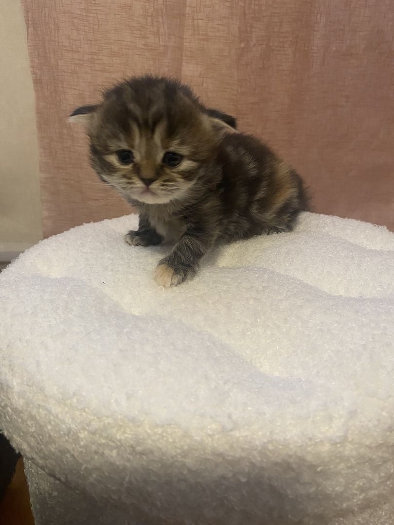 Britisch kurzhaar mit Stammbaum Britisch kurzhaar mit Stammbaum